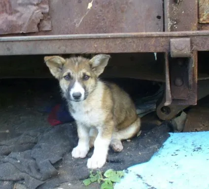 Кішки, кошенята, собаки, цуценята - підходьте, розбирайте) терміново потрібна годує кішка для знайденого (кішки) Кішки, кошенята, собаки, цуценята - підходьте, розбирайте) терміново потрібна годує кішка для знайденого