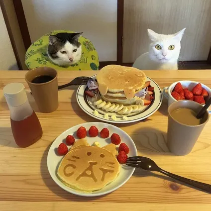 Коти стежать за тобою (фото) () Коти стежать за тобою (фото)