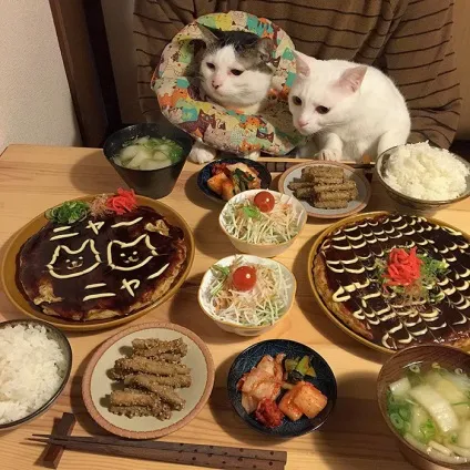 Коти стежать за тобою (фото) () Коти стежать за тобою (фото)