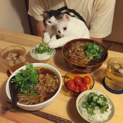 Коти стежать за тобою (фото) () Коти стежать за тобою (фото)