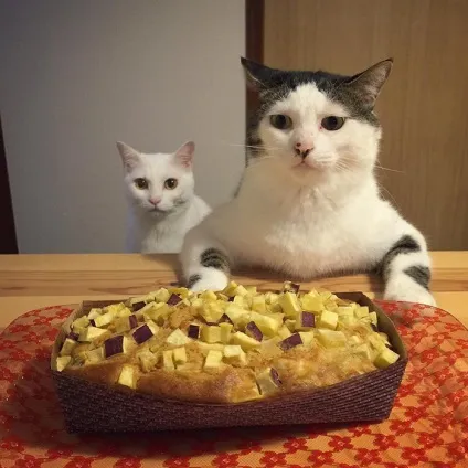 Коти стежать за тобою (фото) () Коти стежать за тобою (фото)
