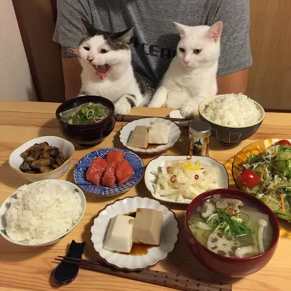 Коти стежать за тобою (фото) () Коти стежать за тобою (фото)