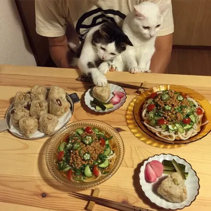 Коти стежать за тобою (фото) () Коти стежать за тобою (фото)