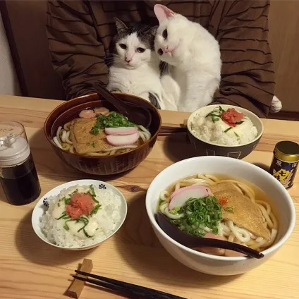 Коти стежать за тобою (фото) () Коти стежать за тобою (фото)