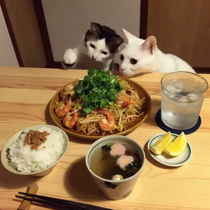 Коти стежать за тобою (фото) () Коти стежать за тобою (фото)