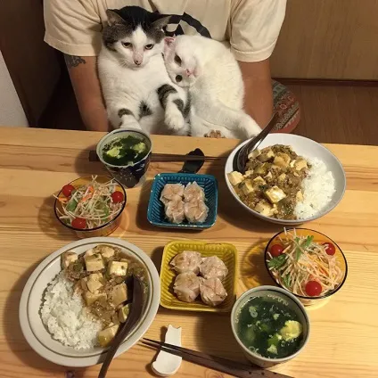 Коти стежать за тобою (фото) () Коти стежать за тобою (фото)
