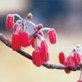 Червоний цукор допомагає уповільнити процес старіння (китайська кухня) Червоний цукор допомагає уповільнити процес старіння