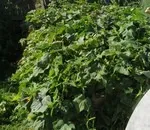 Хто дірявить огірковий лист