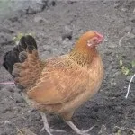 Кури породи угорська велетень (велетень) Кури породи угорська велетень