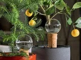 Чагарник пузиреплодник - посадка і догляд фото пузиреплодник, обрізка і розмноження пузиреплодник (фото) Чагарник пузиреплодник - посадка і догляд фото пузиреплодник, обрізка і розмноження пузиреплодник