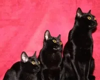 Купити бомбейська кішку, ціни, фото, вартість чорного кота породи Бомбей, кішки - хто вони (бомбейська кішка фото і ціна) Купити бомбейська кішку, ціни, фото, вартість чорного кота породи Бомбей, кішки - хто вони