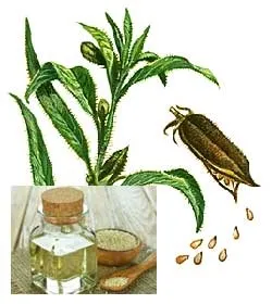 Кунжутне масло користь і шкода, як приймати, протипоказання (масло) Кунжутне масло користь і шкода, як приймати, протипоказання