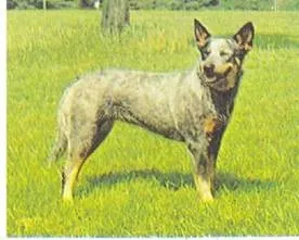 Кувас (угорська пастуша собака)