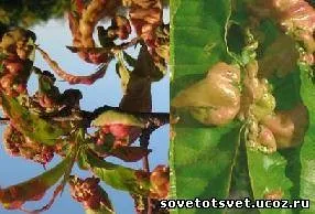 Курчавість персика лікування народними засобами (лікування) Курчавість персика лікування народними засобами