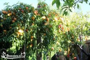 Курчавість персика лікування народними засобами (засобами) Курчавість персика лікування народними засобами