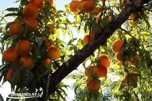 Курчавість персика лікування народними засобами (курчавость листя персика) Курчавість персика лікування народними засобами