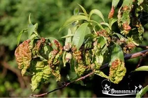 Курчавість персика лікування народними засобами (лікування) Курчавість персика лікування народними засобами