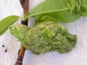 Курчавість персика лікування народними засобами (курчавость) Курчавість персика лікування народними засобами