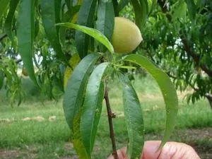 Курчавість персика лікування народними засобами (курчавость) Курчавість персика лікування народними засобами