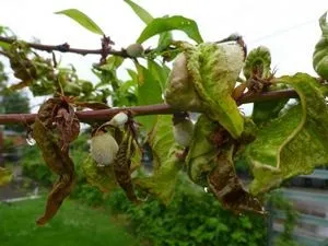 Курчавість персика лікування народними засобами (курчавость листя персика) Курчавість персика лікування народними засобами