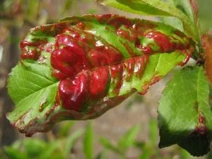 Курчавість персика лікування народними засобами (курчавость листя персика) Курчавість персика лікування народними засобами