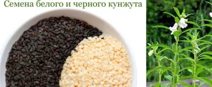 Кунжутне масло користь і шкода, як приймати, протипоказання (кунжутне) Кунжутне масло користь і шкода, як приймати, протипоказання