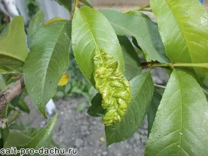 курчавість персика