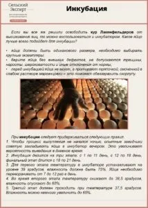 Лакенфельдер - порода курей з яскравою зовнішністю (перші пару днів) Лакенфельдер - порода курей з яскравою зовнішністю