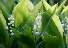 Конвалія вирощування і догляд (конвалія вирощування) Конвалія вирощування і догляд