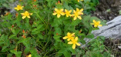 Лікування аденоїдів народними засобами (склянкою крутого окропу) Лікування аденоїдів народними засобами