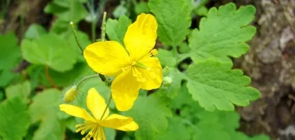 Лікування аденоїдів народними засобами (аденоїдів) Лікування аденоїдів народними засобами