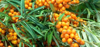 Лікування аденоїдів народними засобами (лікування) Лікування аденоїдів народними засобами