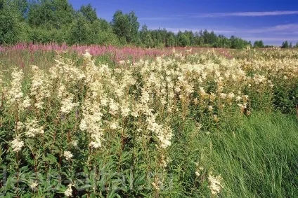 Лабазник посадка і догляд фото (догляд) Лабазник посадка і догляд фото