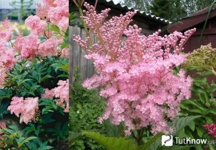 Лабазник або таволга посадка і догляд у відкритому грунті (комірник) Лабазник або таволга посадка і догляд у відкритому грунті