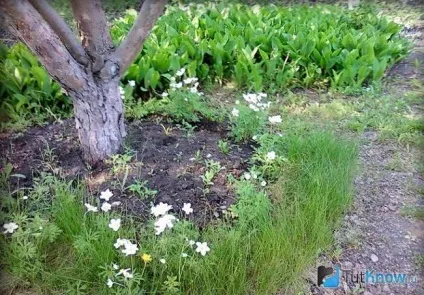 Конвалія вирощування і догляд (беруть свій початок) Конвалія вирощування і догляд