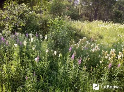 Лабазник або таволга посадка і догляд у відкритому грунті (комірник догляд) Лабазник або таволга посадка і догляд у відкритому грунті