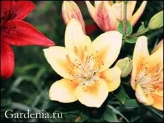 Лілії вирощування в горщиках і зимівля на балконі (лілії) Лілії вирощування в горщиках і зимівля на балконі