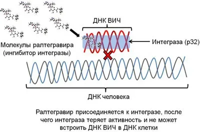 Ліки від СНІДу чому до цих пір не знайдено і методи лікування (чому) Ліки від СНІДу чому до цих пір не знайдено і методи лікування