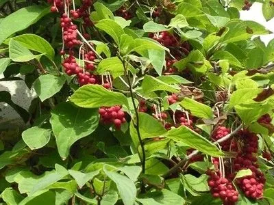 Лимонник китайський - ягідні культури