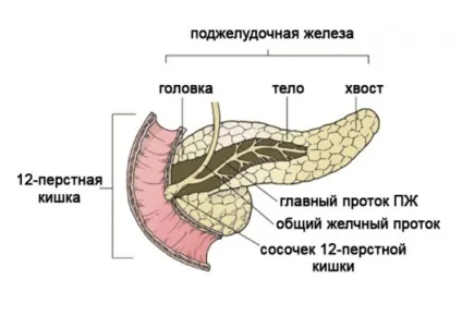Ліпоматоз підшлункової залози симптоми, лікування і дієта (підшлункової) Ліпоматоз підшлункової залози симптоми, лікування і дієта