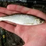 Ловля хижака на живця, все про рибалку (ловля) Ловля хижака на живця, все про рибалку