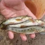 Ловля хижака на живця, все про рибалку (живця лову хижака) Ловля хижака на живця, все про рибалку