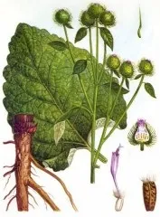 Лопух великий (реп'ях, реп'ях) (в'юркові) Лопух великий (реп'ях, реп'ях)