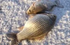 Ловля судака взимку на Ратлін техніка і тактика (Ратлін) Ловля судака взимку на Ратлін техніка і тактика