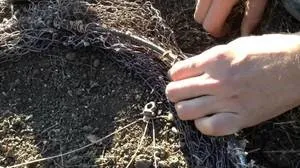 Ловля диких птахів, пастка на куріпку своїми руками, як зловити зайця силками (ловля) Ловля диких птахів, пастка на куріпку своїми руками, як зловити зайця силками