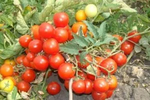 Кращі сорти низькорослих помідорів для відкритого грунту фото (низькорослих) Кращі сорти низькорослих помідорів для відкритого грунту фото
