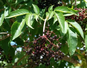 Лопух великий (реп'ях, реп'ях) (зерноядние) Лопух великий (реп'ях, реп'ях)