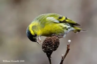 Лопух великий (реп'ях, реп'ях) (зерноядние) Лопух великий (реп'ях, реп'ях)