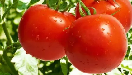 Кращі сорти низькорослих помідорів для відкритого грунту фото (ароматні смак дуже) Кращі сорти низькорослих помідорів для відкритого грунту фото