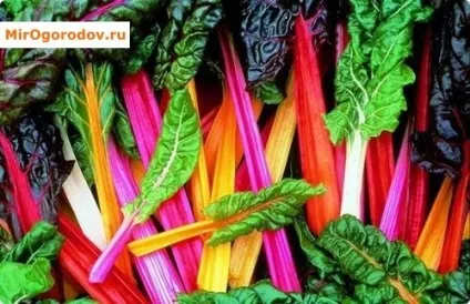 Листова буряк мангольд корисні властивості і особливості агротехніки (мангольд) Листова буряк мангольд корисні властивості і особливості агротехніки